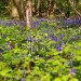 Bluebells